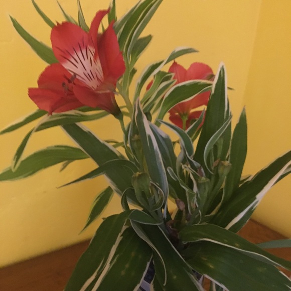 Meet your Posher, Gladis - Picture 1 of 1